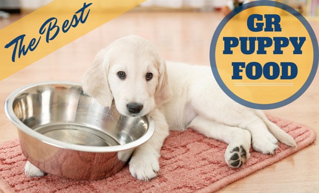 Choosing Premium Puppy Food material